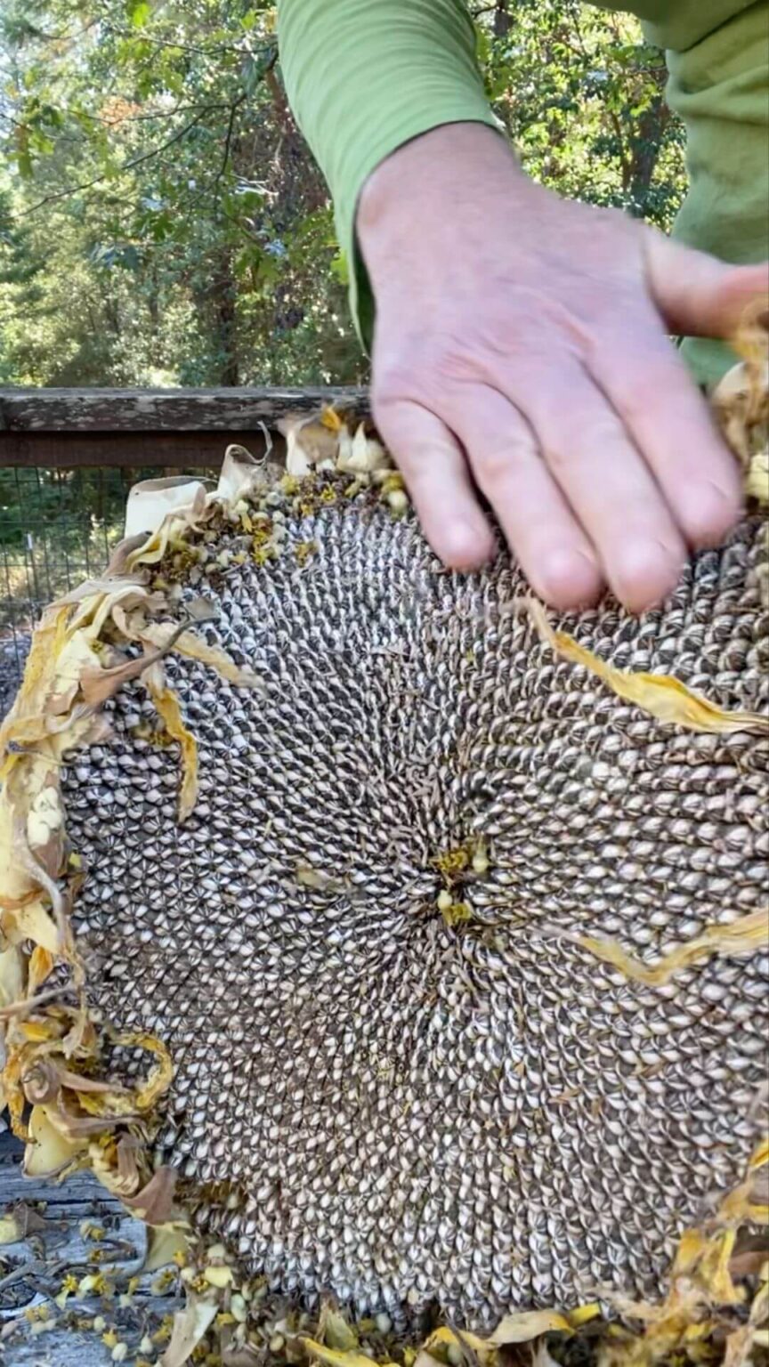 Giant Edible Sunflowers Seed Packet Mammoth Black Seed 30 Seeds Free Shipping Here We Grow 1384